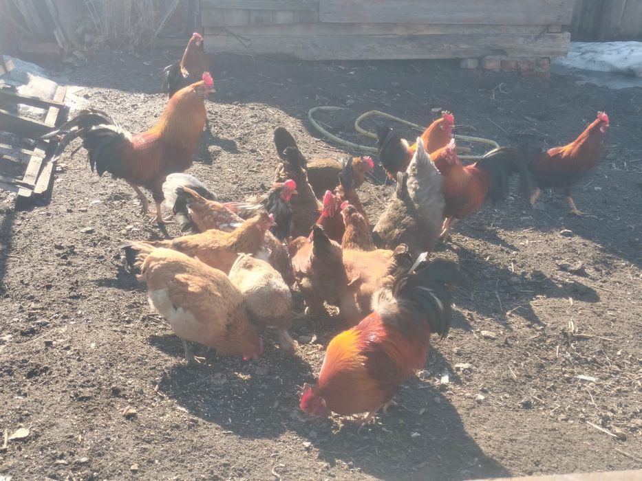Продам домашнюю  птицу ( петухи)