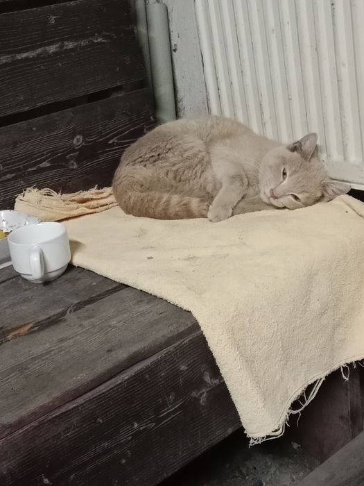 Отдам котика в добрые руки