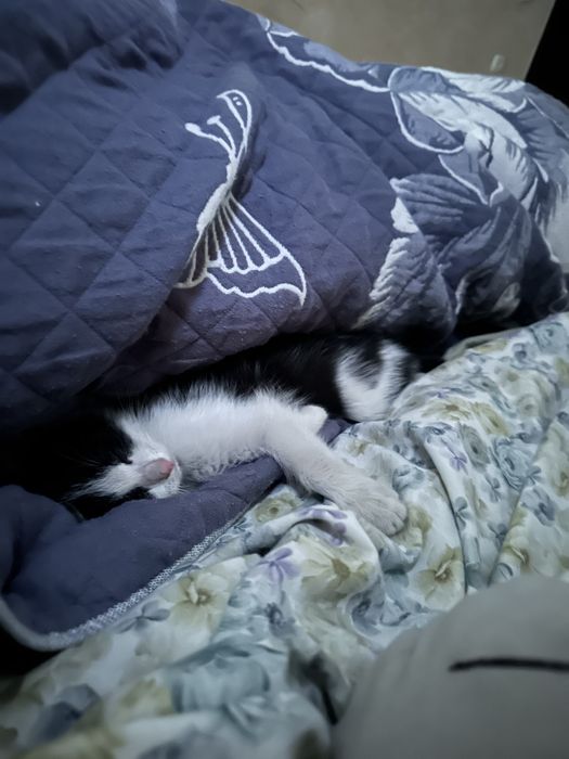 Отдаем котенка в хорошие руки