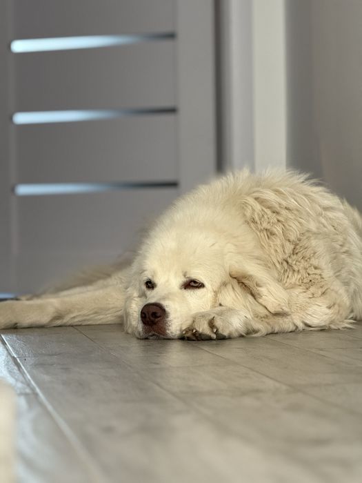 Pet sitting - Cluj-Napoca-Jucu