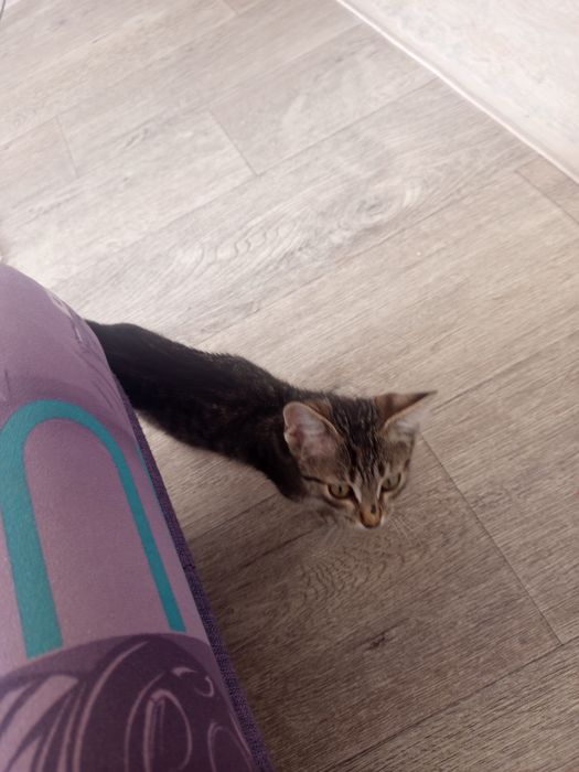 Отдам в добрые руки котенка мальчика!