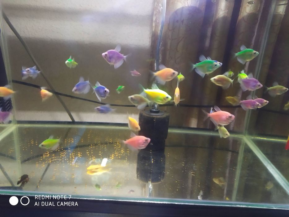 Тернетсия крупные размерда