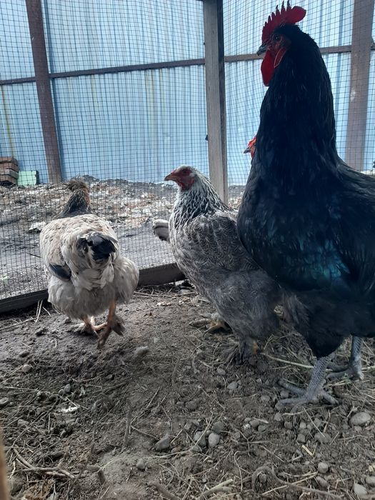 Продам куры домашние