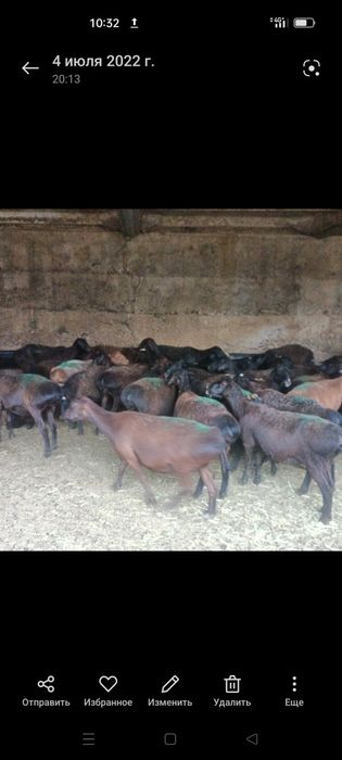 Кой сатылады. Бараны