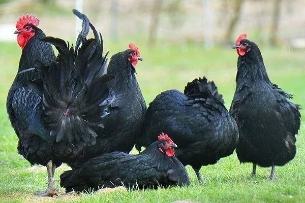 Чёрные куры на лечение