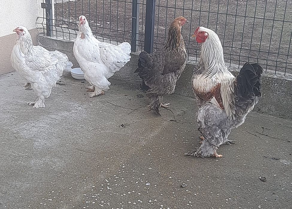 Brahma si cochinchina pitic