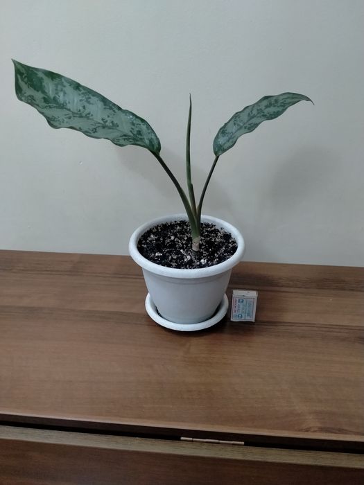 Продам аглаонему