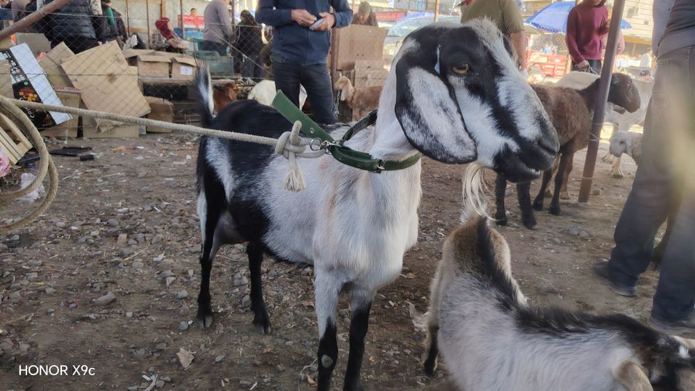 Алпейски   лақтар