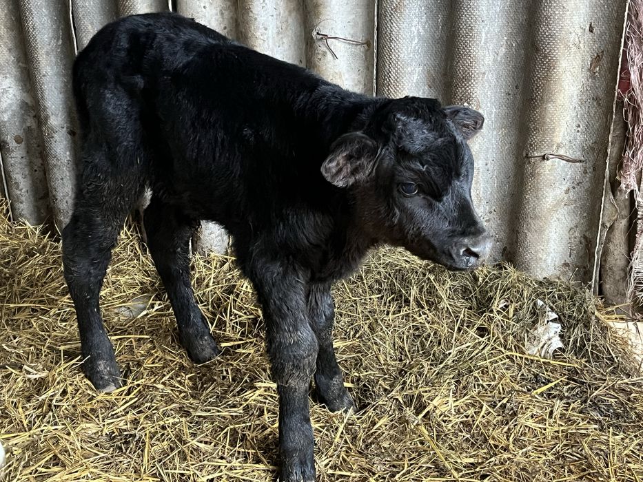 6 vitei de rasa 2 femele si 4 taurasii