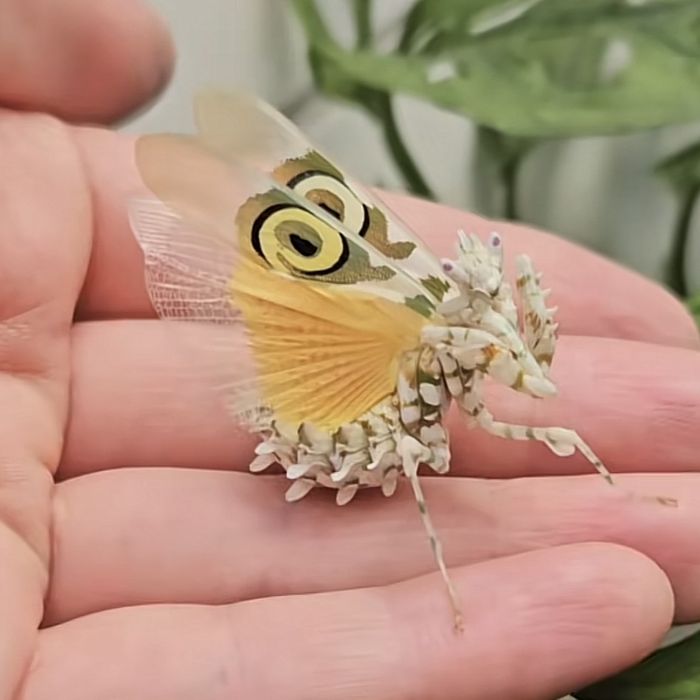 Spiny Flower Mantis | Pseudocreobotra wahlbergii | Mantisul floare spinos