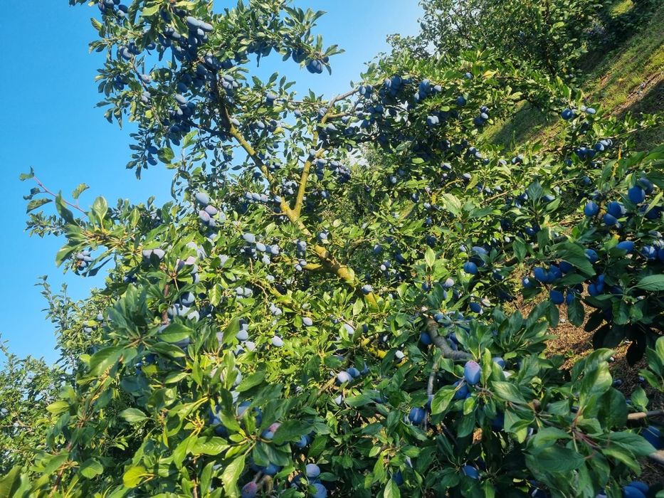 Prune pentru tuica