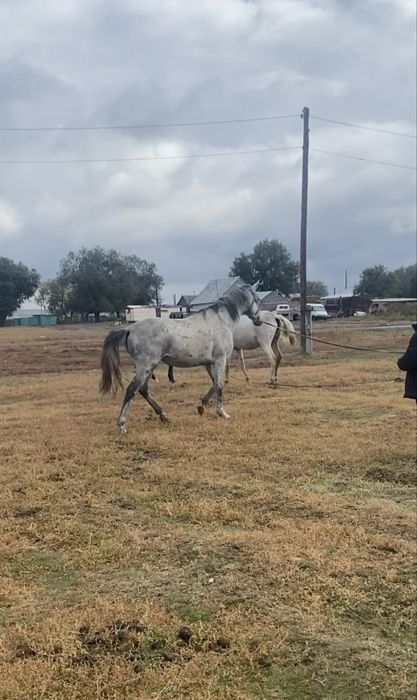 Жеребец  убучен ему будет семь лет