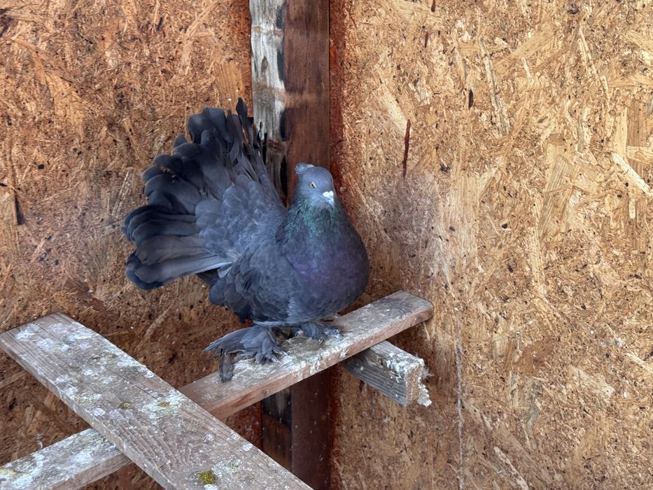 Vand 2 masculi voltat indian