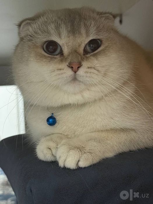 Продаётся Скотиш Фолд
