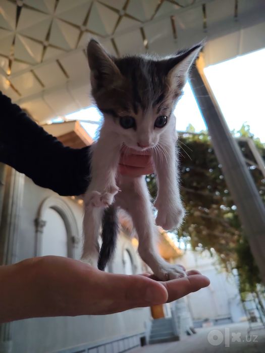 Продаются домашние котята!