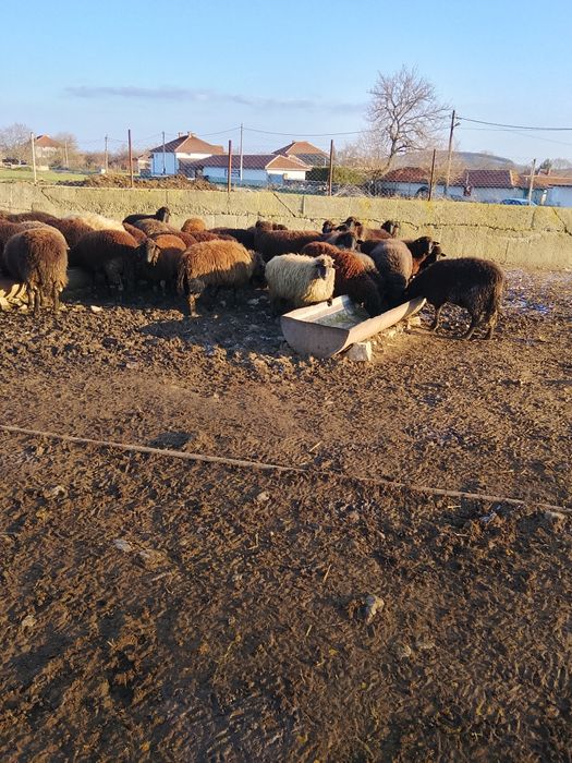Продавам 160 овце