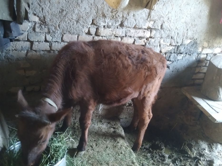 Гунажинчалар Сотилади