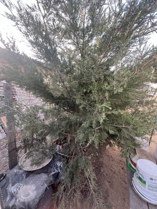 Можжевельник виргинский