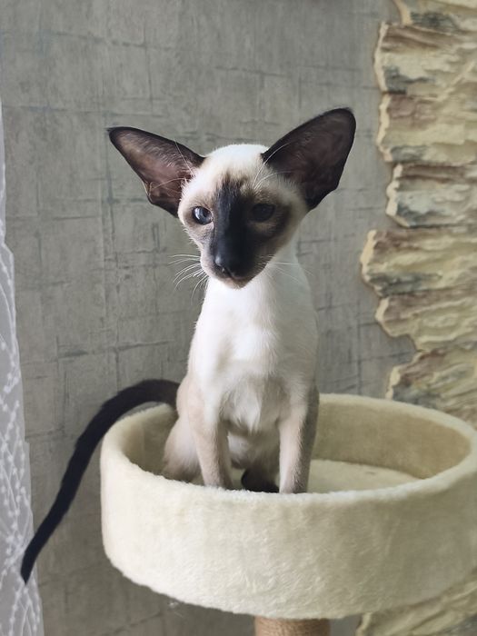 Ориетальные котята