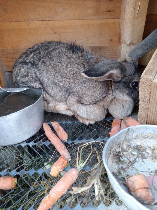 Продается крольчиха