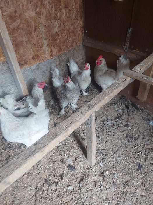 Продается куры смешаной породы