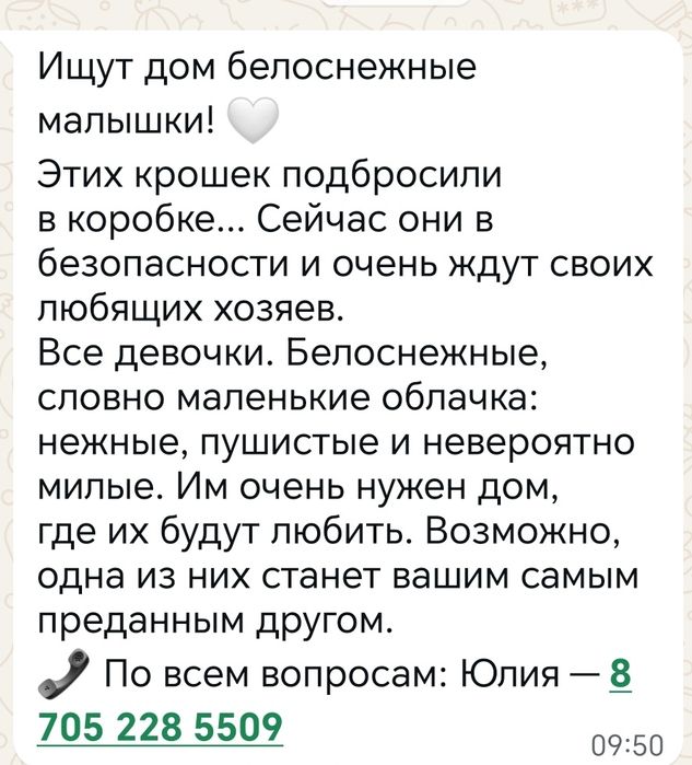 Милые котята в добрые руки