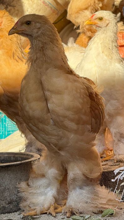 Găini Brahma de două luni. Crescute natural.