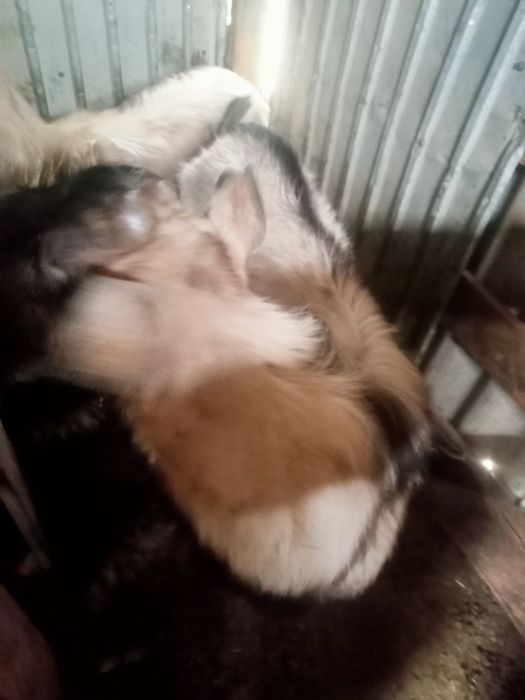 Теке теке теке теке