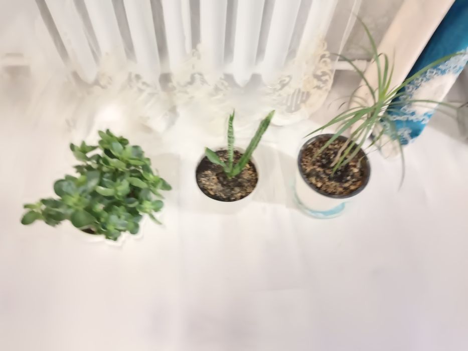 Продам цветы 1500 т