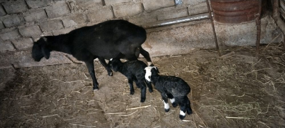 15 декабр да тугди