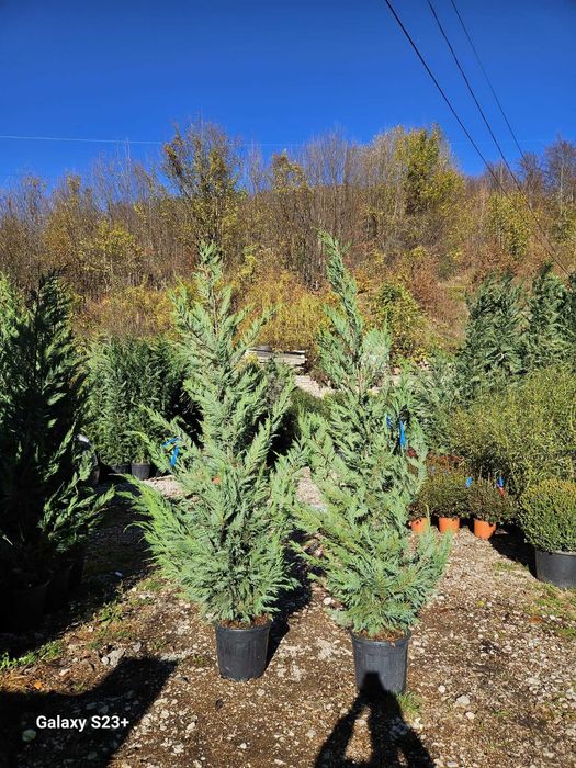 Leylandii Cupresussocyparis