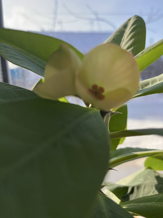 Продам не дорого