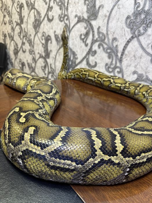 Тигровый Питон очень Крупный