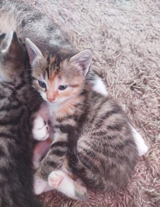 Котёнок-котята!!!
