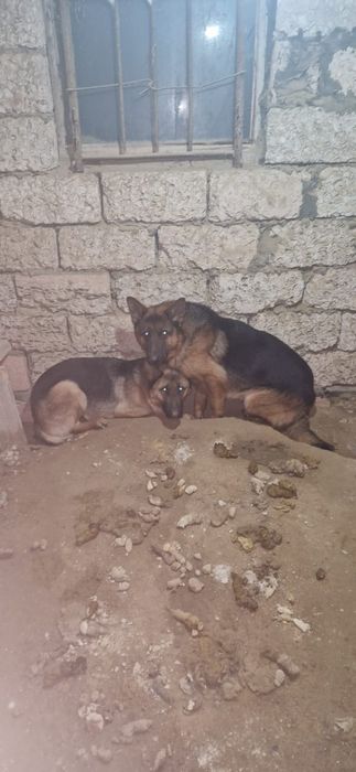 Немецкий овчарка