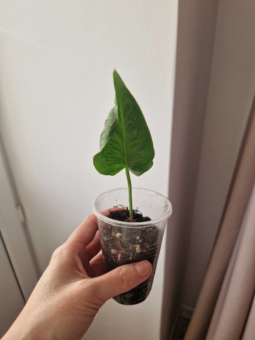 Эпипремнум/сциндапус годзилла, черенки