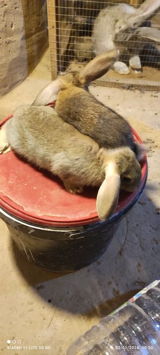 Quyon bolachalari 43 kunlik