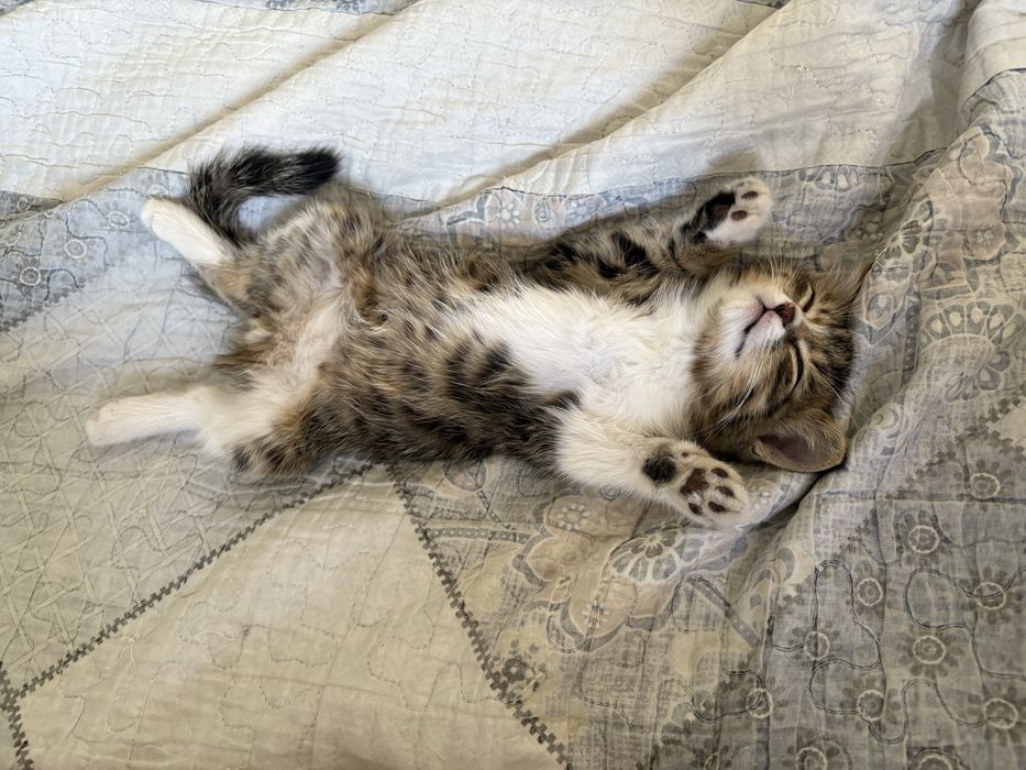 Отдам котенка в хорошие руки