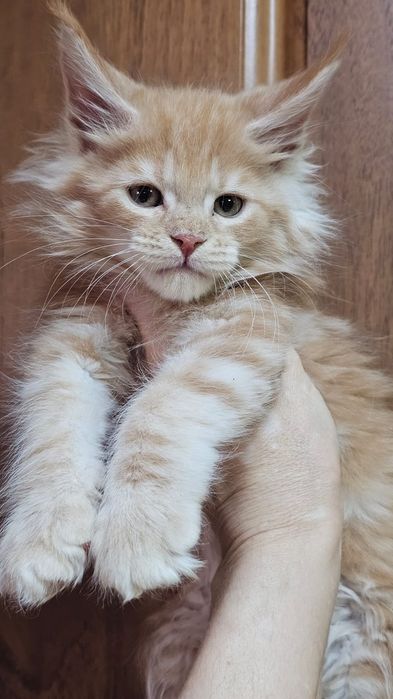 Огромные Котята Мейн-кун от Чемпиона