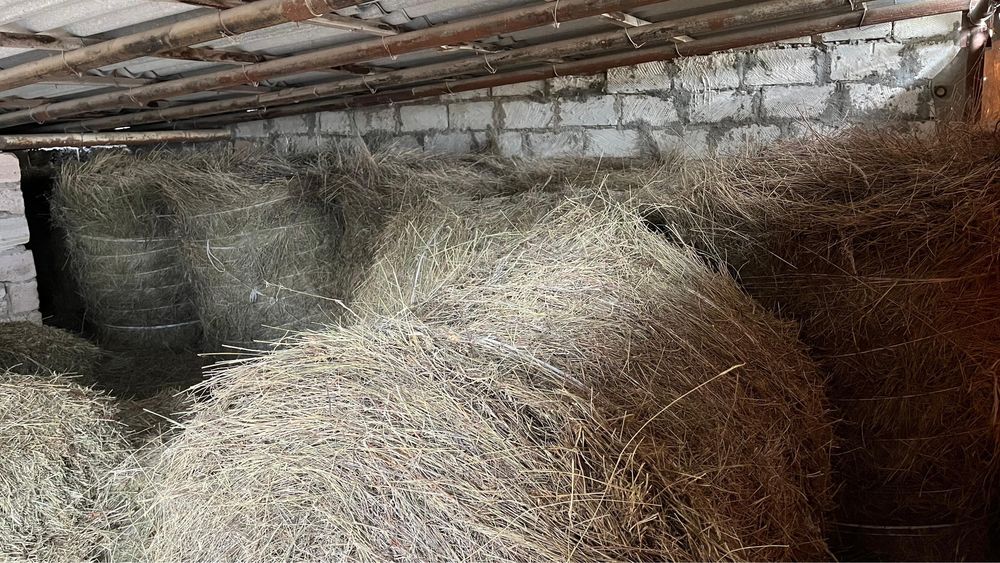 Жусан аралас тук