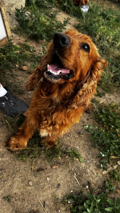 Cocker Spaniel Mascul