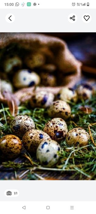 Бодене жумырткасы сатылады 35 тене шт