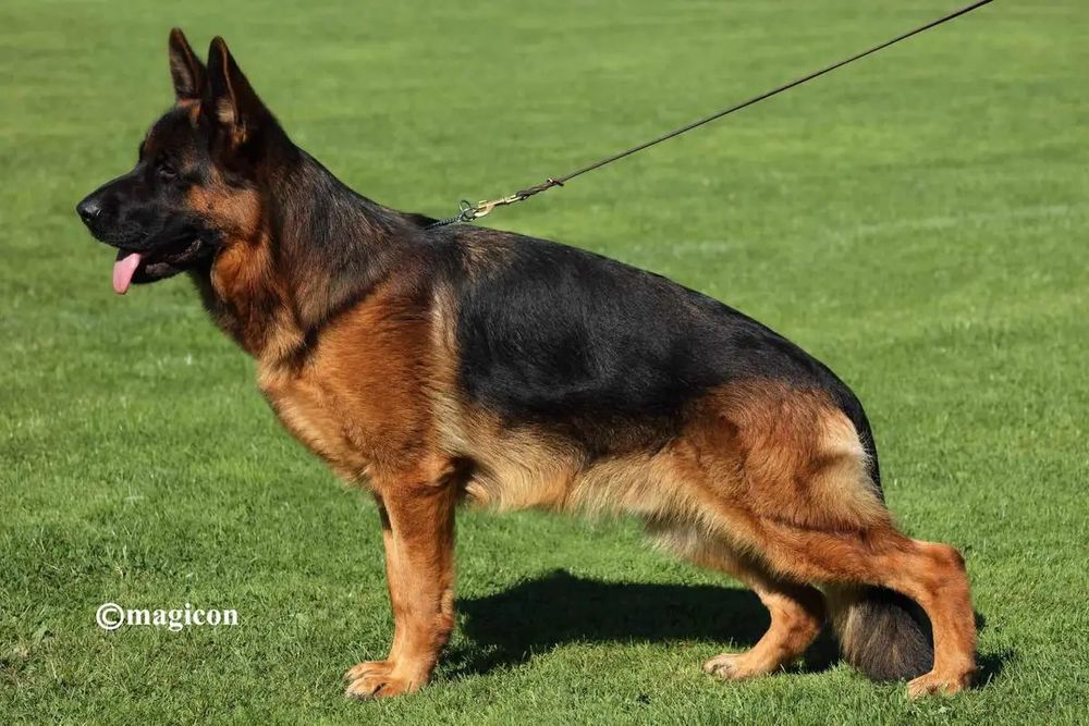 Canisa von Bad-Box  vinde Ciobanesc German.