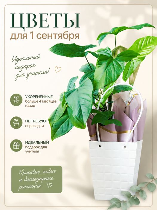 Комнатные растения