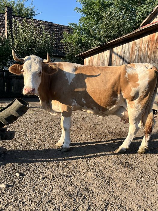 Se vinde o vaca buna de lapte si 6 capre cu lapte