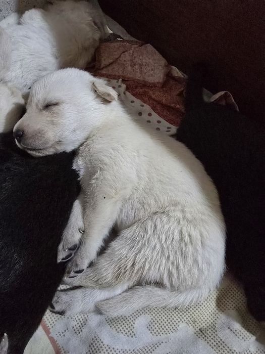 Лабрадорчики щенята