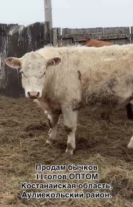 Продам 11бычков с откорма