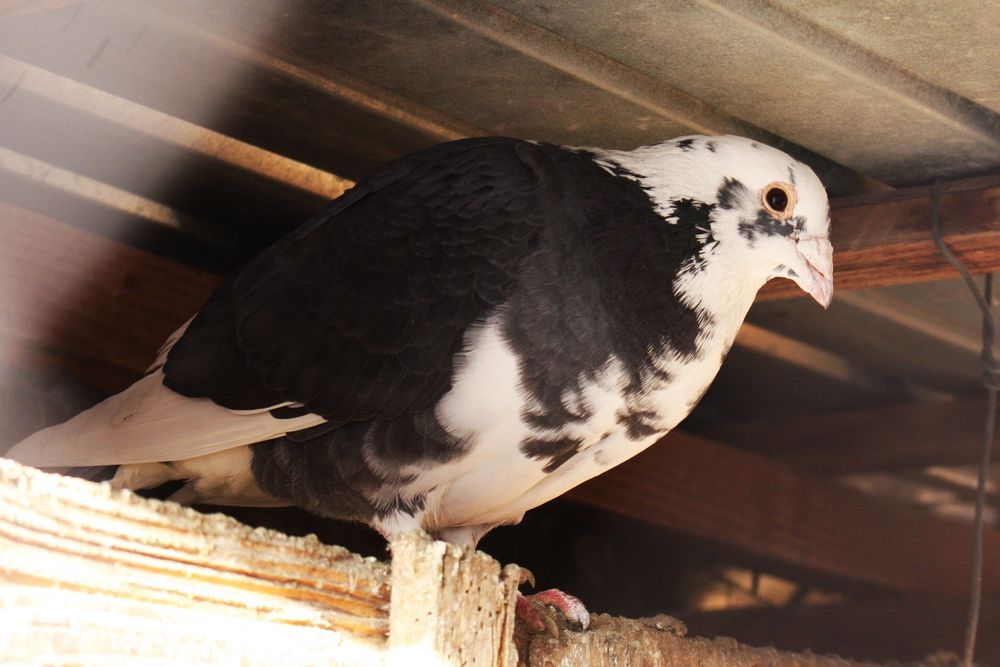 Voiajori de vânzare