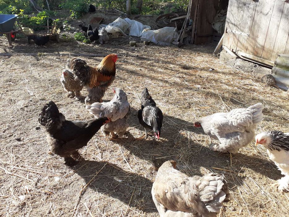 Vand oua pentru incubat Wyandote si Brahma