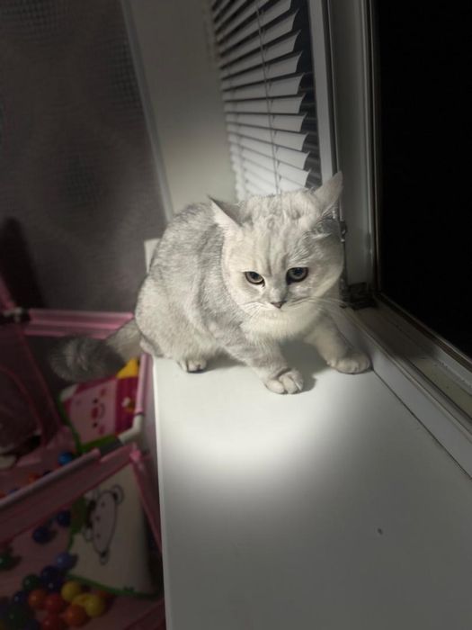 Британский кот , 6 месяцев